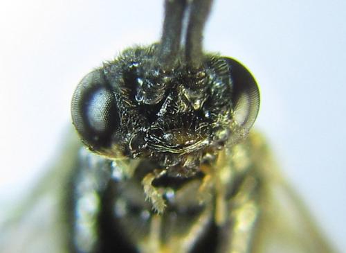 Pristiphora laricis