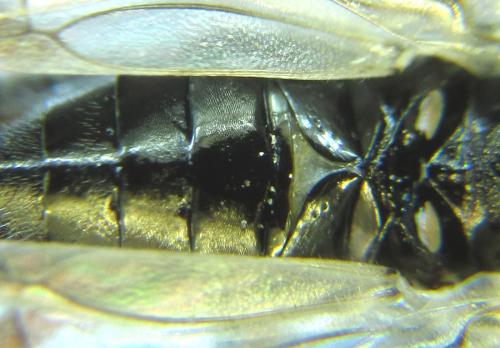 Réf. 288 873 : Dolerus liogaster