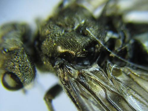 Réf. 288 886 : Dolerus liogaster