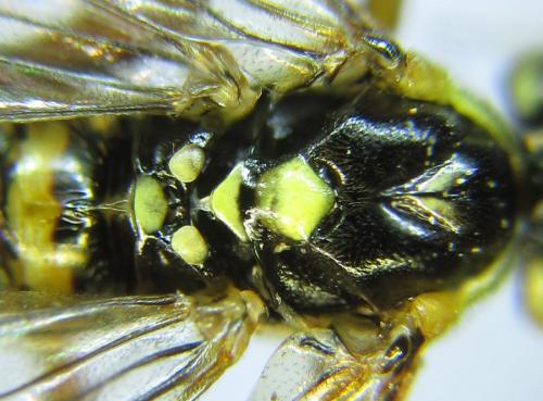 Réf. 288 931 : Tenthredopsis sordida