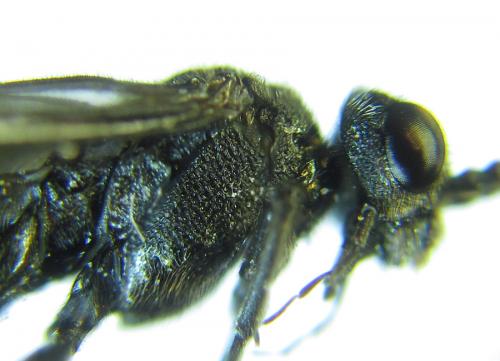 Dolerus sanguinicollis