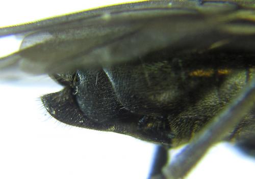 Réf. 288 251 : Dolerus nitens