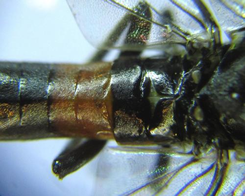 Réf. 288 340 : Dolerus timidus