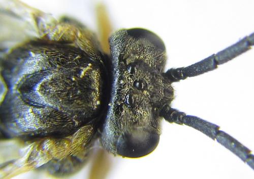 Réf. 288 385 : Pristiphora angulata