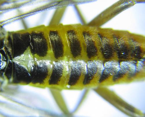 Réf. 288 458 : Euura scutellata