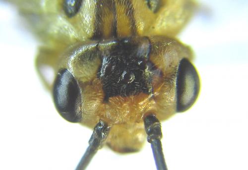 Réf. 288 475 : Euura scutellata