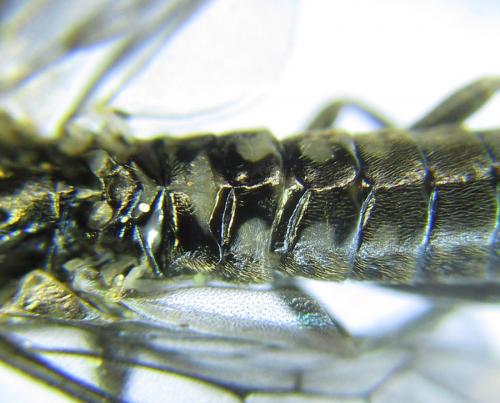 Empria longicornis