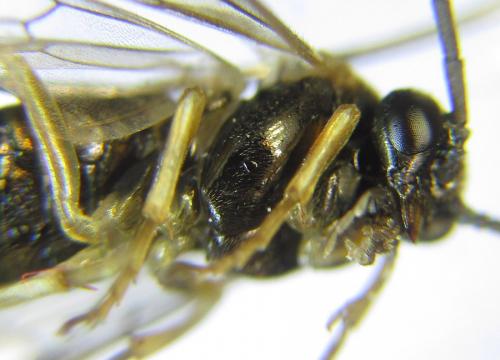 Réf. 288 034 : Pristiphora appendiculata