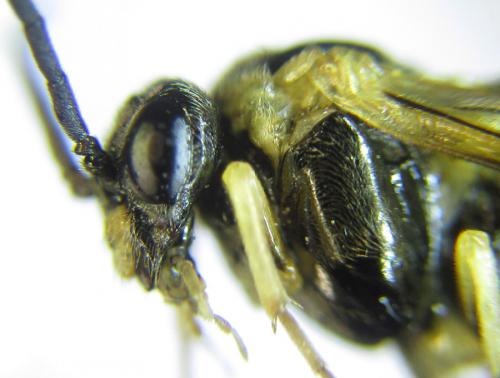 Phymatoceropsis sibiricola