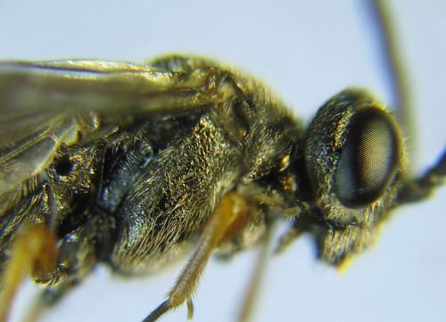 Réf. 288 664 : Loderus vestigialis