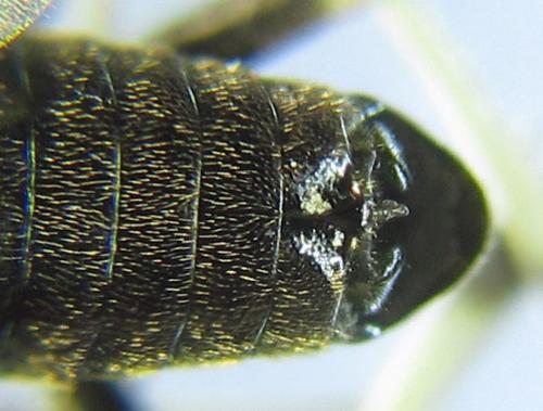 Pristiphora laricis