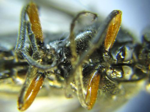 Réf. 288 874 : Dolerus liogaster