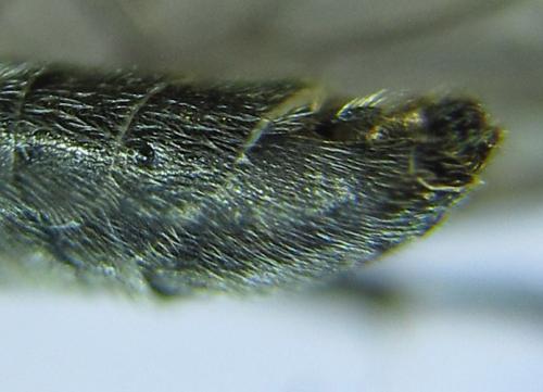 Réf. 288 887 : Dolerus liogaster
