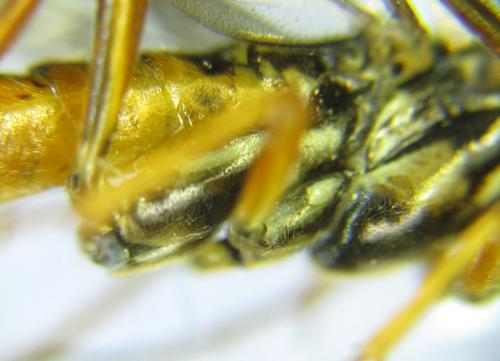Réf. 288 932 : Tenthredopsis sordida