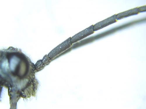Dolerus sanguinicollis