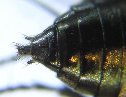 Réf. 288 252 : Dolerus nitens