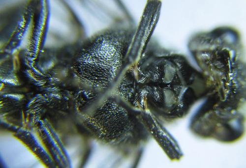 Réf. 288 341 : Dolerus timidus