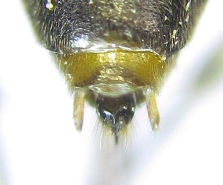 Réf. 288 386 : Pristiphora angulata