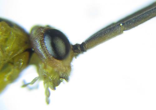 Réf. 288 459 : Euura scutellata
