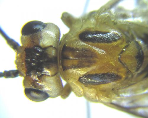 Réf. 288 476 : Euura scutellata