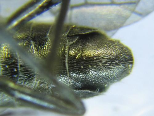 Dolerus aeneus