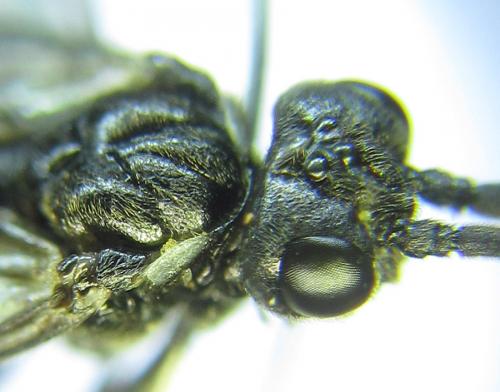 Réf. 288 598 : Empria longicornis