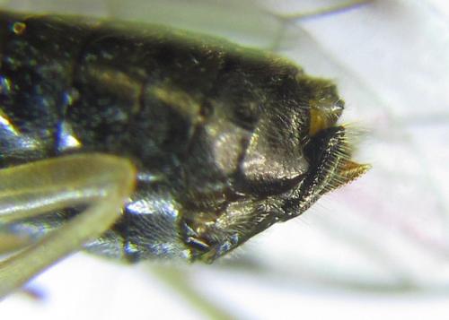 Réf. 288 035 : Pristiphora appendiculata