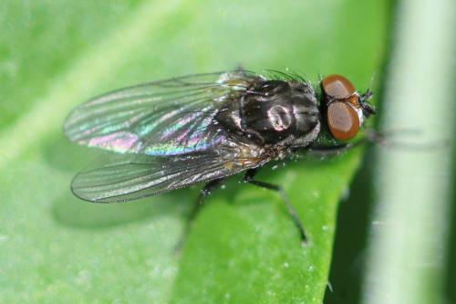 Paregle audacula