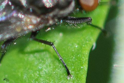 Paregle audacula