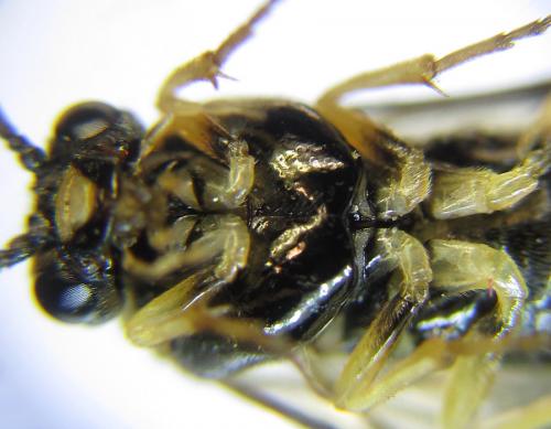 Phymatoceropsis sibiricola