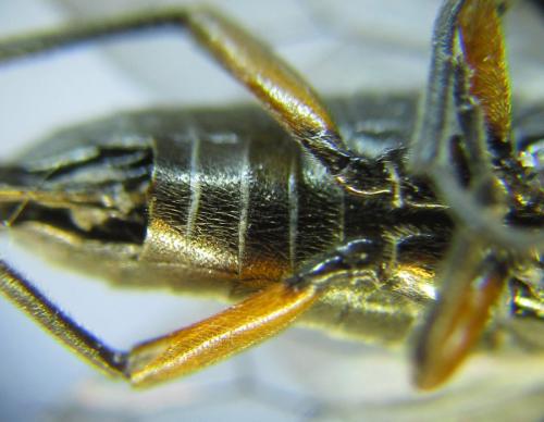 Réf. 288 875 : Dolerus liogaster