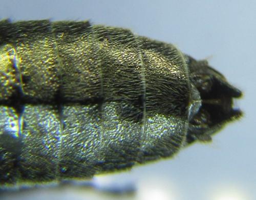 Réf. 288 888 : Dolerus liogaster