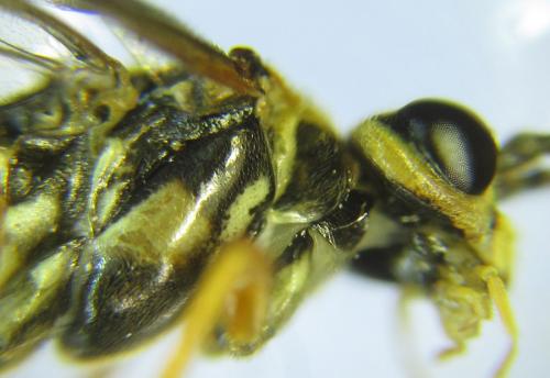Réf. 288 933 : Tenthredopsis sordida