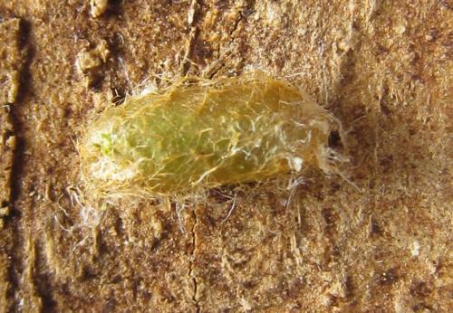Réf. 288 962 : Pristiphora bufo