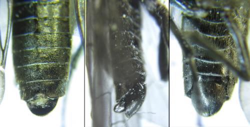 Dolerus sanguinicollis