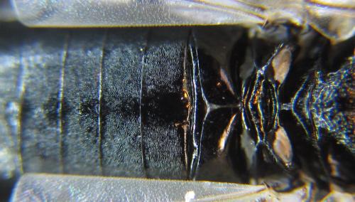 Réf. 288 253 : Dolerus nitens