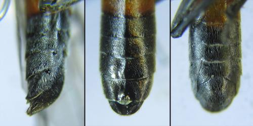Réf. 288 342 : Dolerus timidus