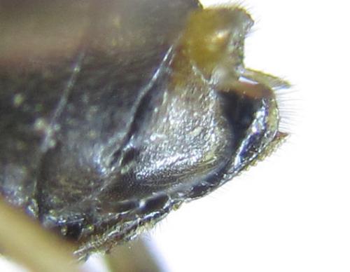 Réf. 288 387 : Pristiphora angulata