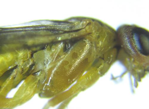 Réf. 288 460 : Euura scutellata