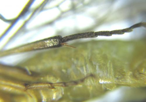 Euura scutellata