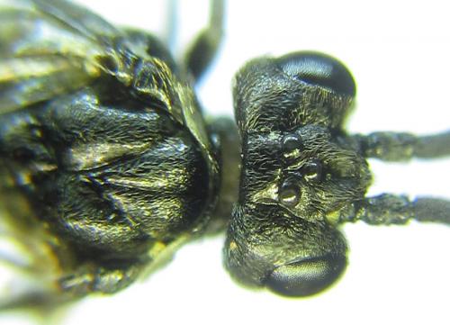 Réf. 288 599 : Empria longicornis