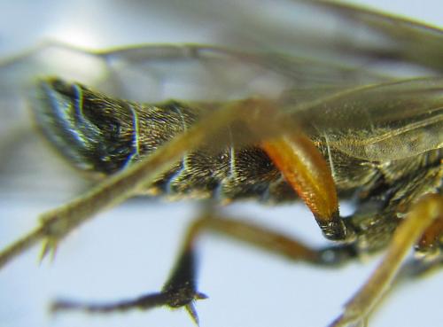 Réf. 288 665 : Loderus vestigialis