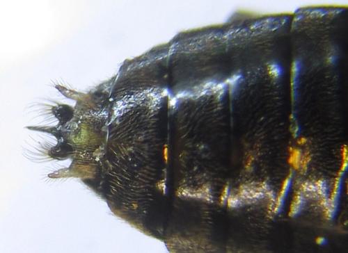 Réf. 288 036 : Pristiphora appendiculata