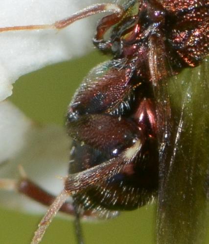 Torymus sp.
