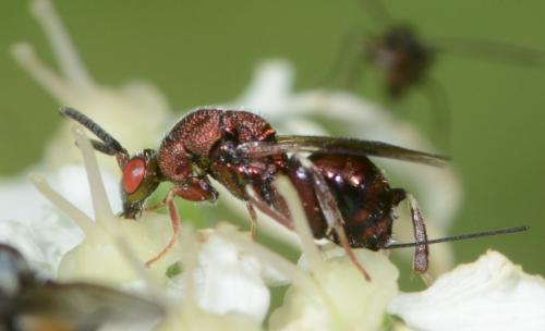 Torymus sp.