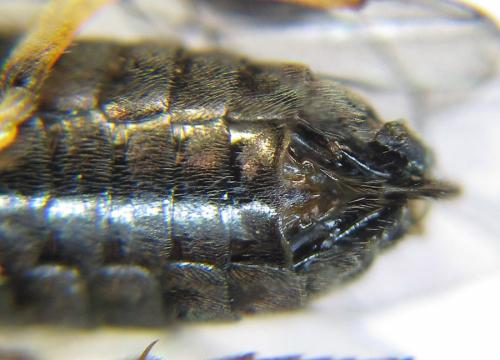 Phymatoceropsis sibiricola