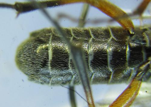 Réf. 288 666 : Loderus vestigialis