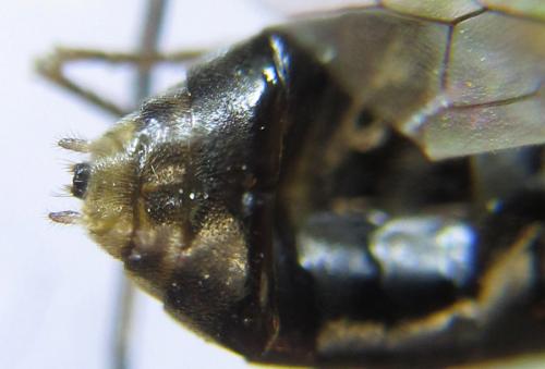 Pristiphora laricis