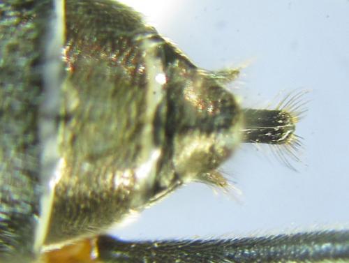 Réf. 288 876 : Dolerus liogaster