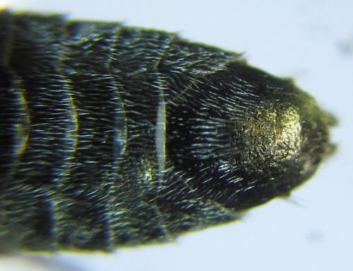 Réf. 288 889 : Dolerus liogaster